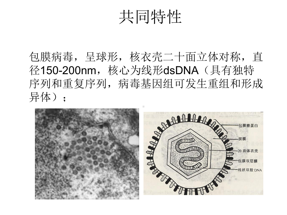 水痘带状疱疹病毒课件.ppt_第2页