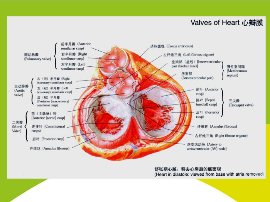 老年退行性心脏瓣膜病授课用-课件.ppt_第3页