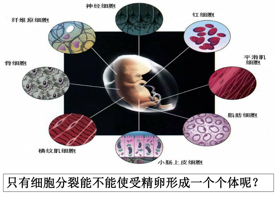 生物市级公开课优质课比赛细胞的分化课件.pptx_第1页