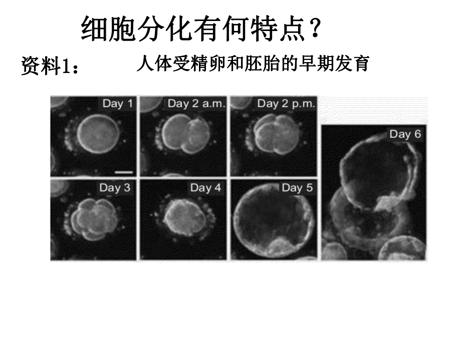 生物市级公开课优质课比赛细胞的分化课件.pptx_第3页