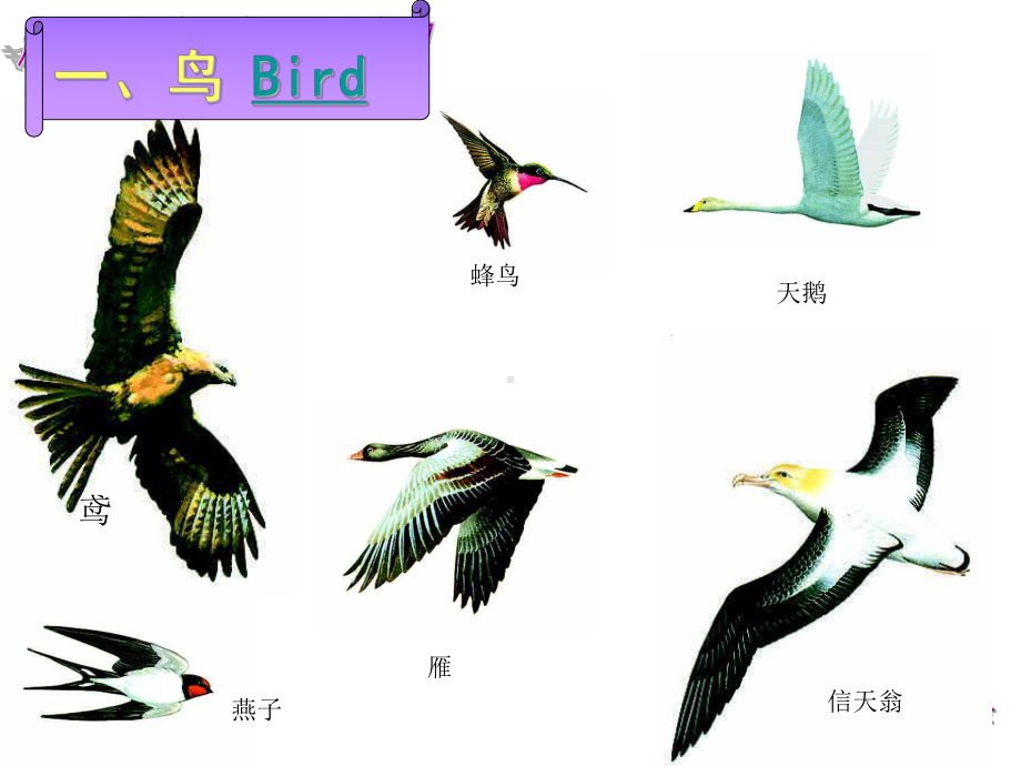 空中飞行的动物(16)课件.ppt_第3页