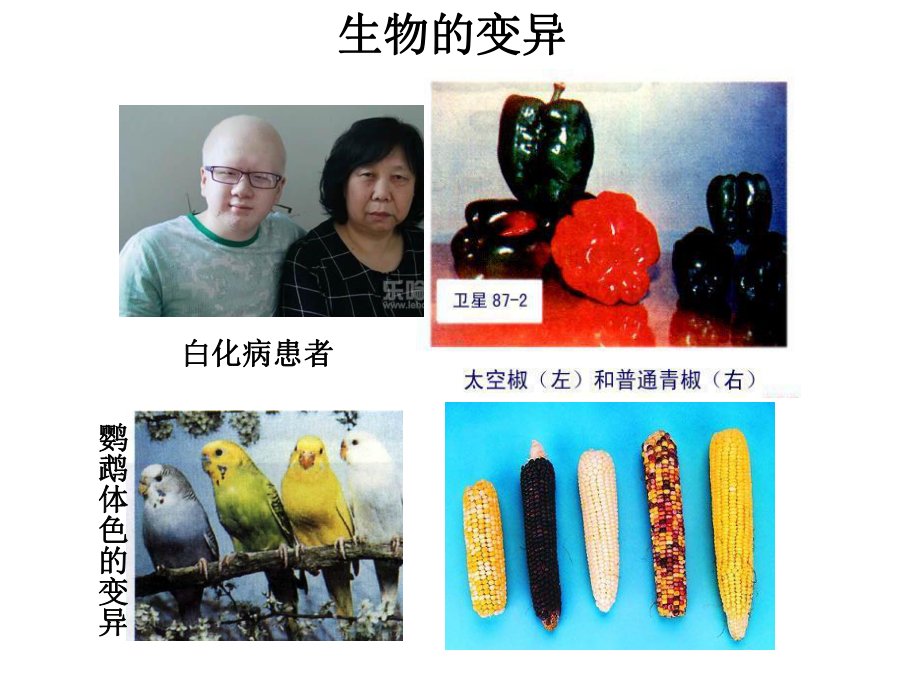 苏教版高中生物必修二基因突变1课件.ppt_第1页