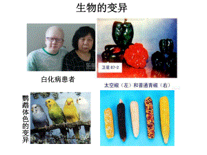 苏教版高中生物必修二基因突变1课件.ppt