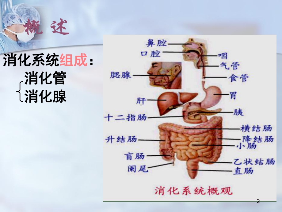 消化系统解剖生理课件-2.ppt_第2页