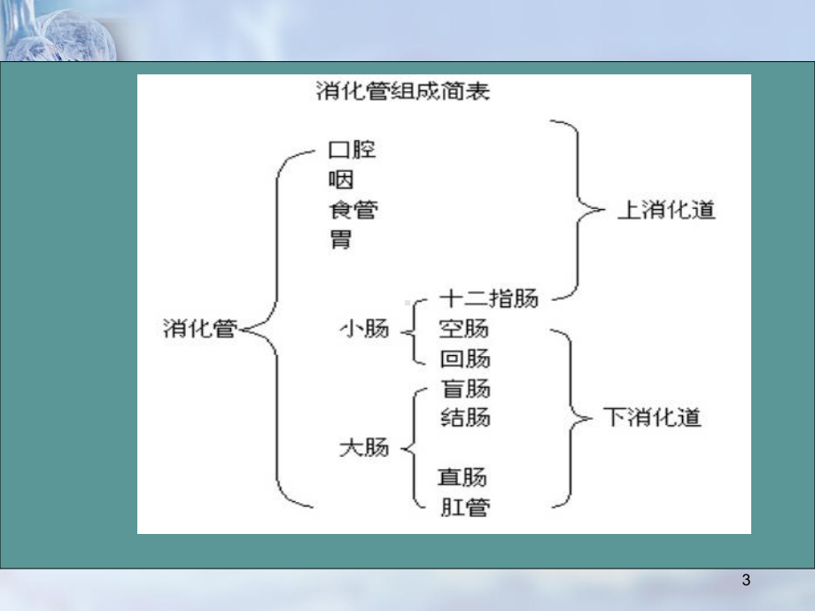 消化系统解剖生理课件-2.ppt_第3页