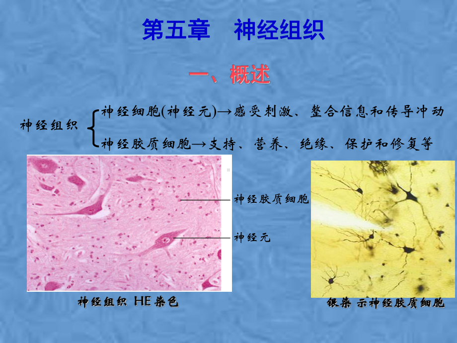 第五章-神经组织课件.pptx_第3页