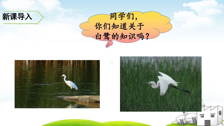 白鹭教学课件1.ppt_第1页