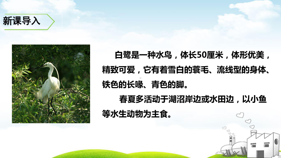 白鹭教学课件1.ppt_第2页