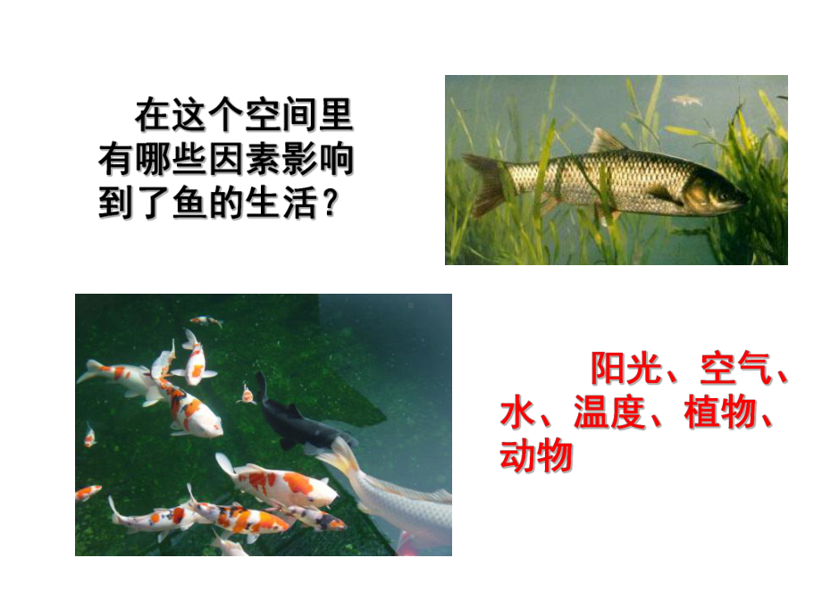 环境中的生态因素课件汇编.ppt_第2页