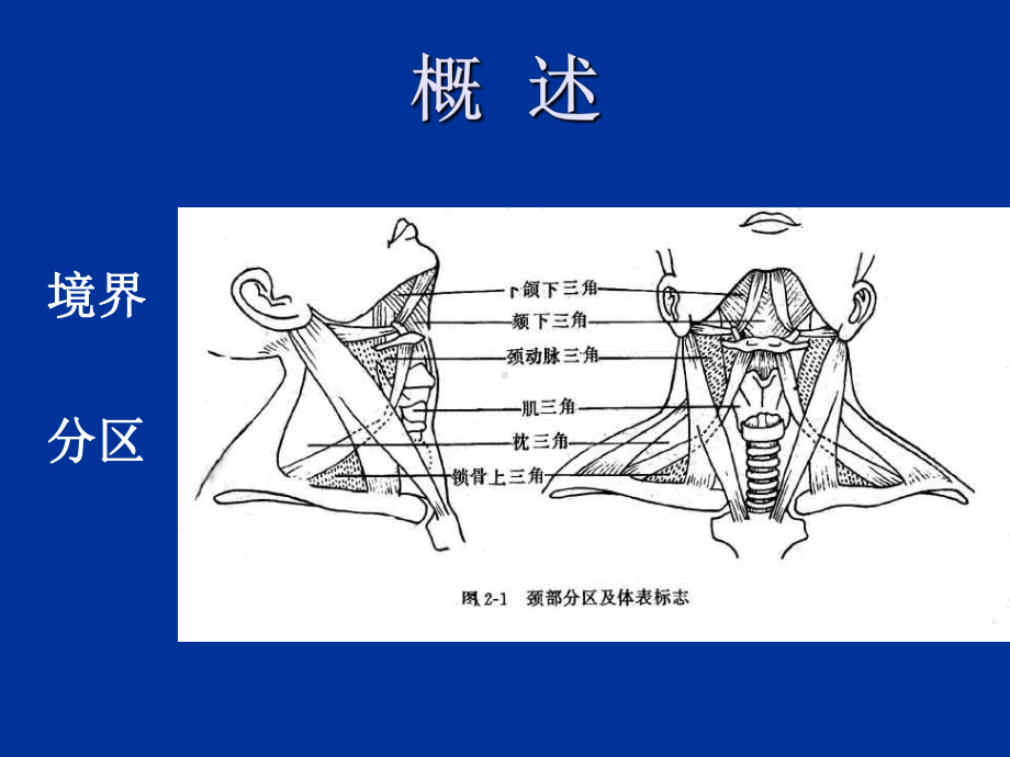 颈部筋膜及甲状腺课件.ppt_第2页