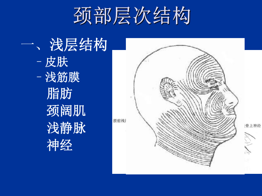 颈部筋膜及甲状腺课件.ppt_第3页