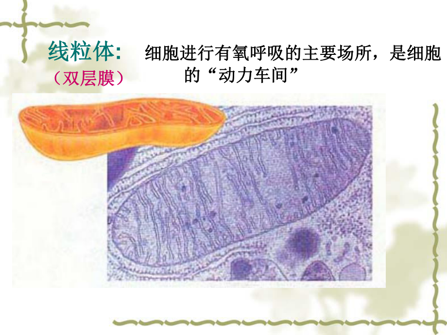 第二节细胞器系统内的分工合作课件.ppt_第3页