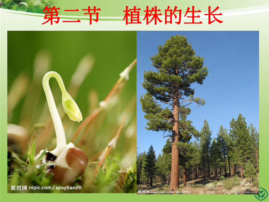 第二节《植株的生长》课件.ppt_第2页