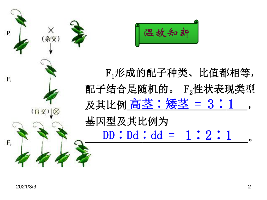 自由组合定律浙科版课件.ppt_第2页