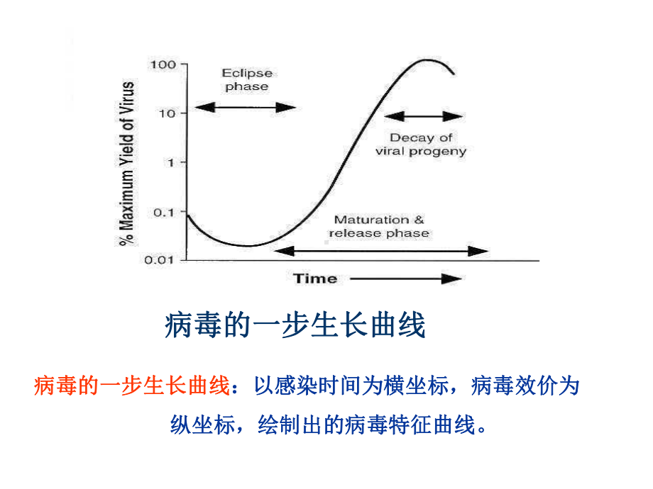 病毒的复制课件.ppt_第3页