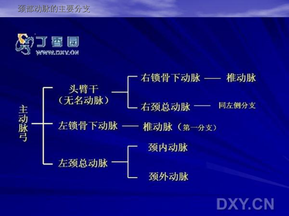 颈部血管超声检查1课件.ppt_第2页