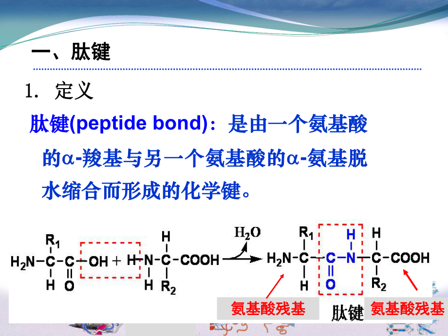 肽的结构和功能三课件.ppt_第2页