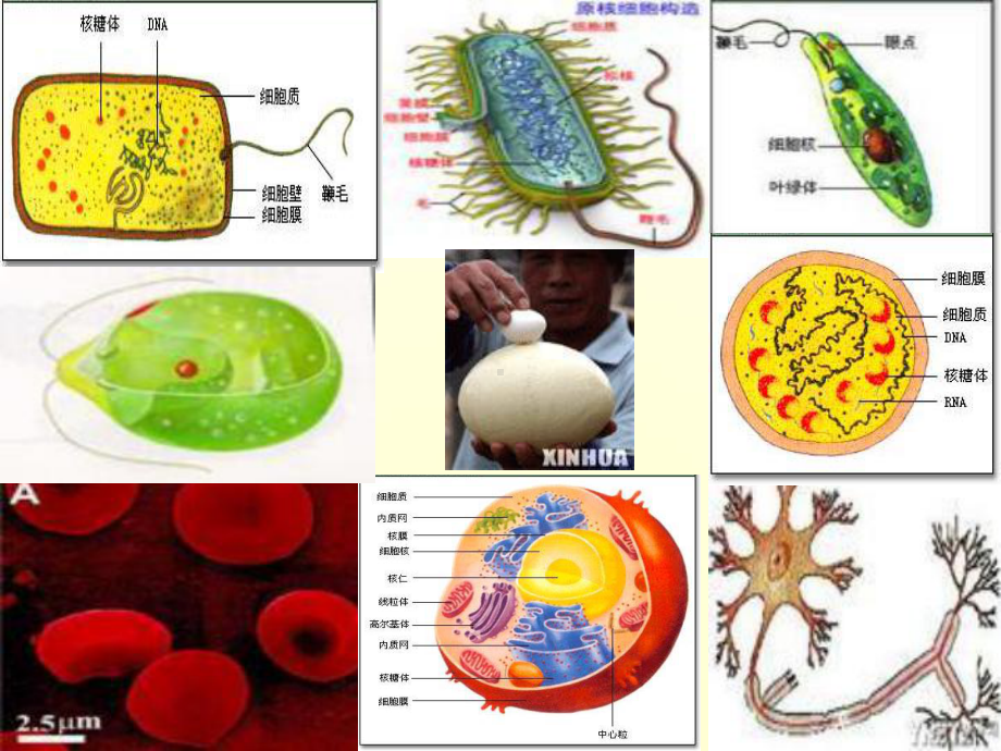 细胞的多样性和统一性26-人教课标版课件.ppt_第2页