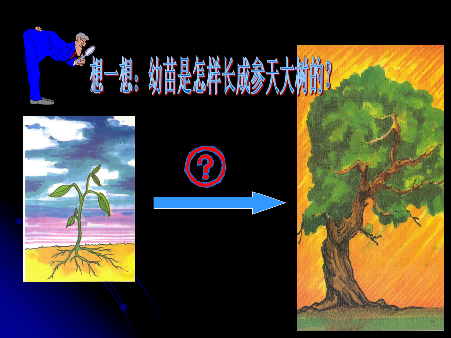 植株的生长(26)初中生物课件.ppt_第2页