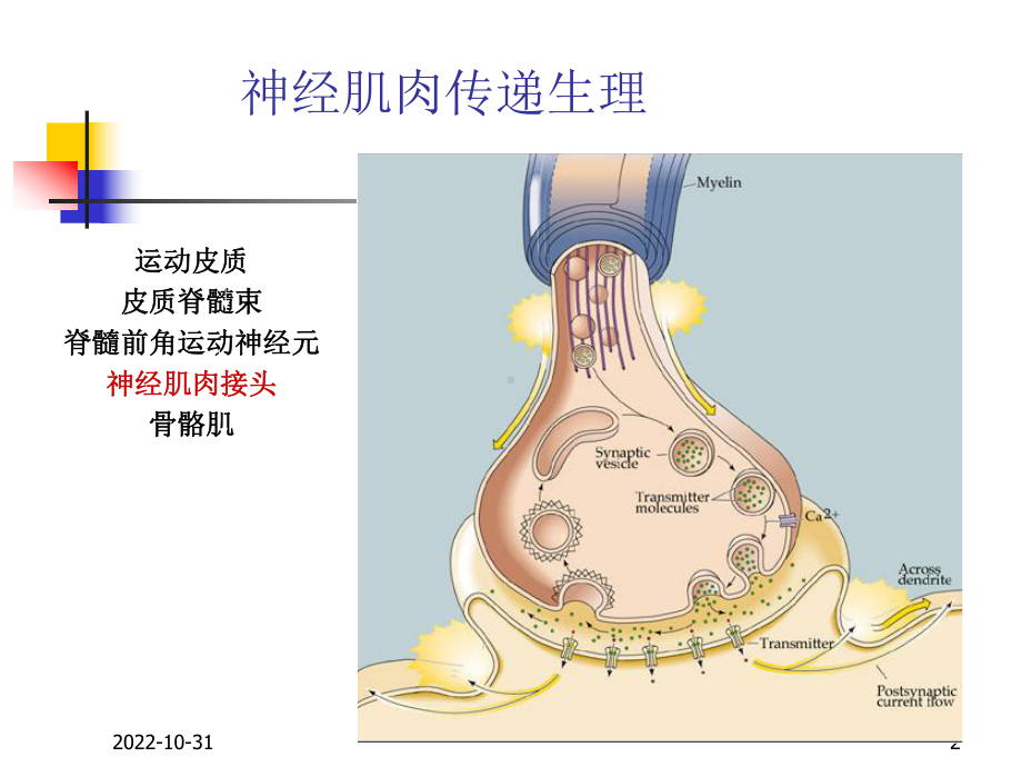 肌松药监测和残余0课件.ppt_第2页