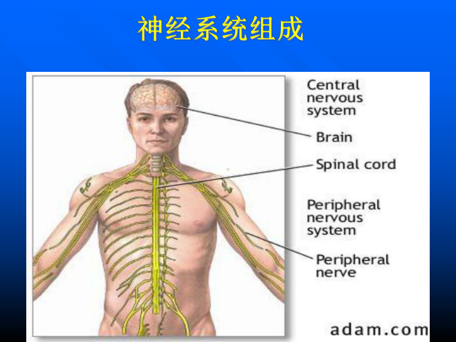 神经病学课件.ppt_第2页