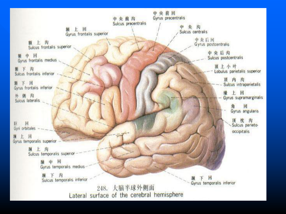 神经病学课件.ppt_第3页