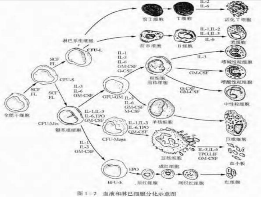 粒细胞减少性发热(Febrile-Neutropenia)课件.ppt_第3页