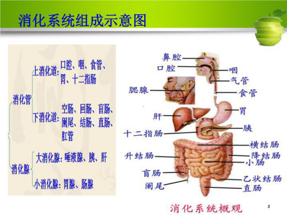 消化系统疾病病人的护理概述课件.ppt_第3页