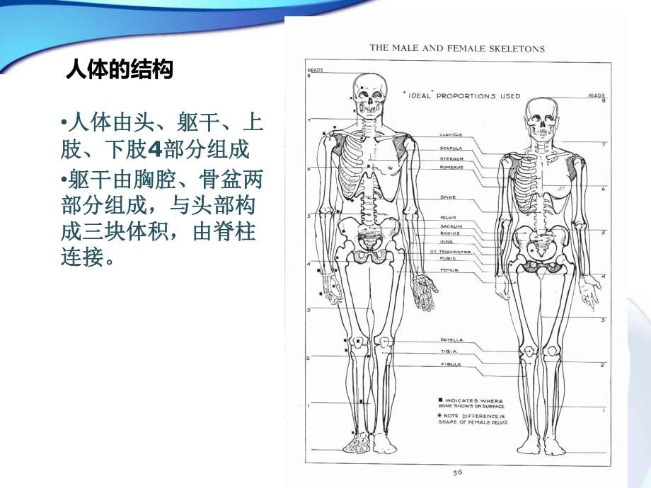 漫画人物结构和身体动态课件.ppt_第3页