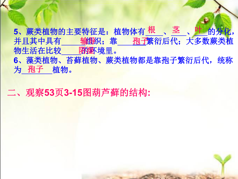 第四节苔藓植物和蕨类植物课件.ppt_第3页