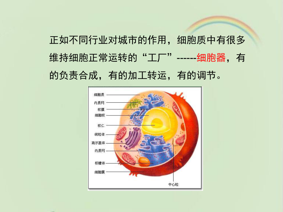 浙科版高中生物必修一《细胞质》课件-新版.ppt_第3页