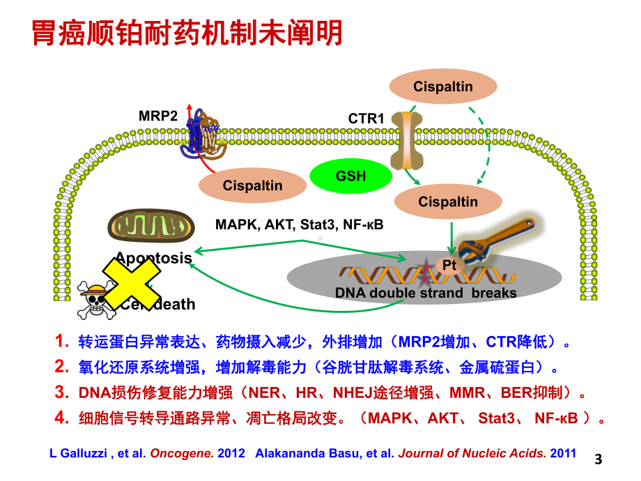 胃癌顺铂耐药及其逆转的机制课件.pptx_第3页