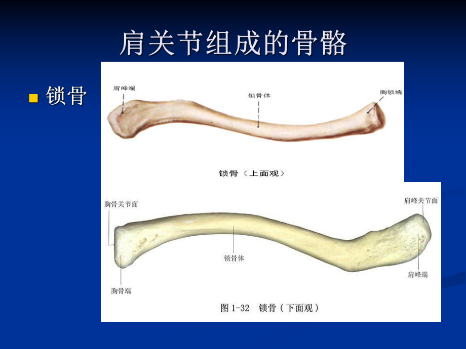 肩关节解剖及检查详细-课件.ppt_第3页