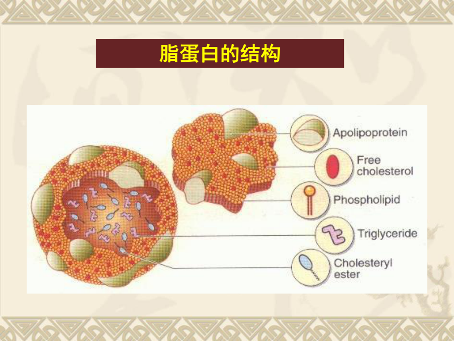 脂蛋白代谢与衰老课件.ppt_第3页