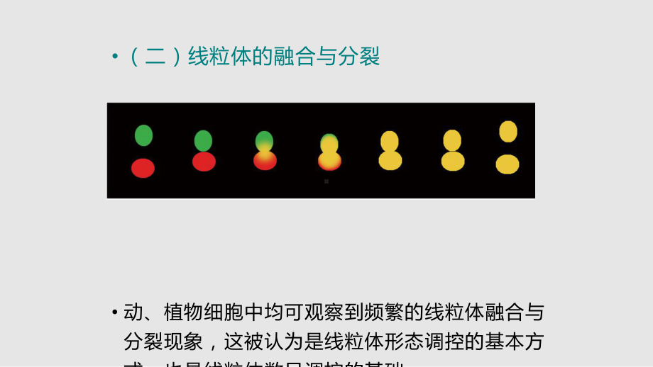 线粒体和叶绿体1课件.pptx_第3页