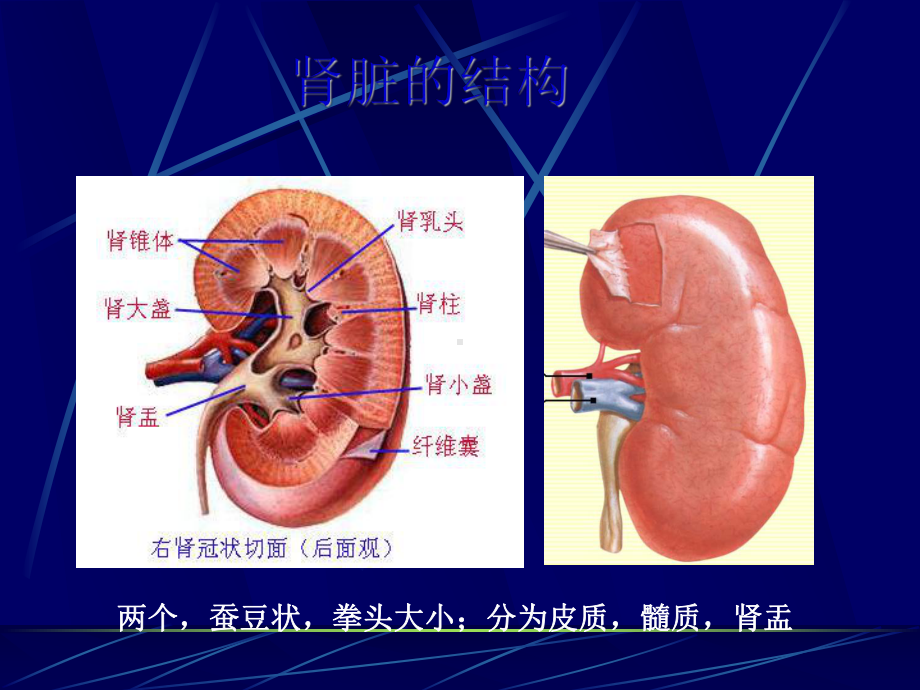 糖尿病肾病血糖的管理课件.ppt_第3页