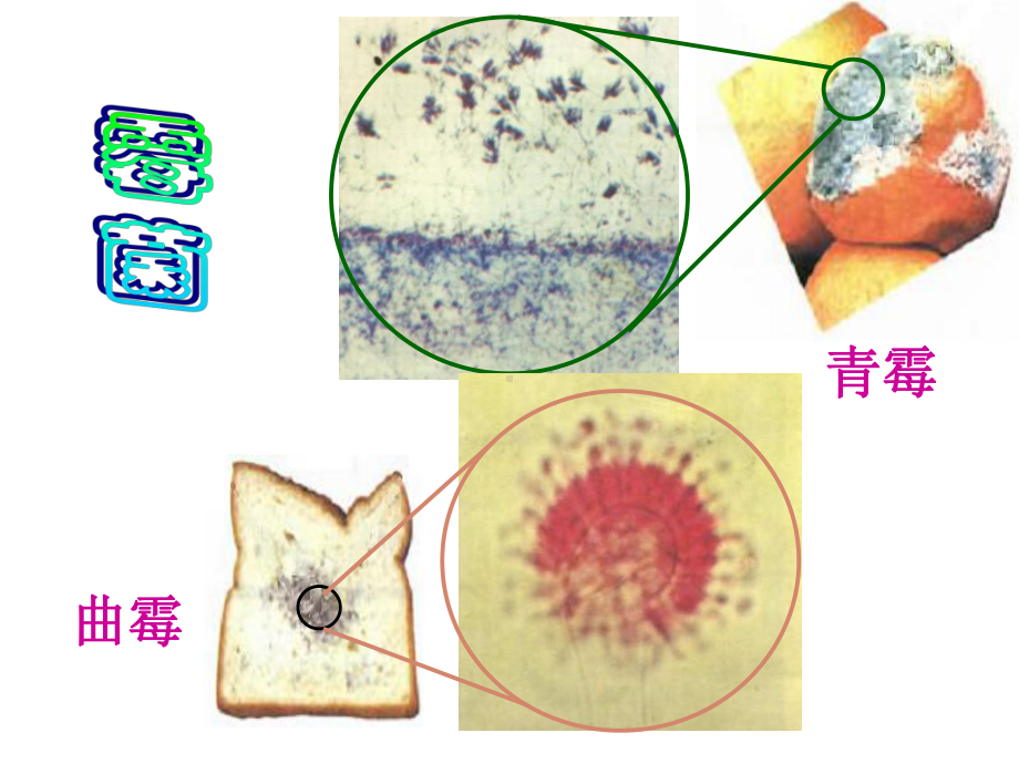 真菌(14)初中生物课件.ppt_第3页