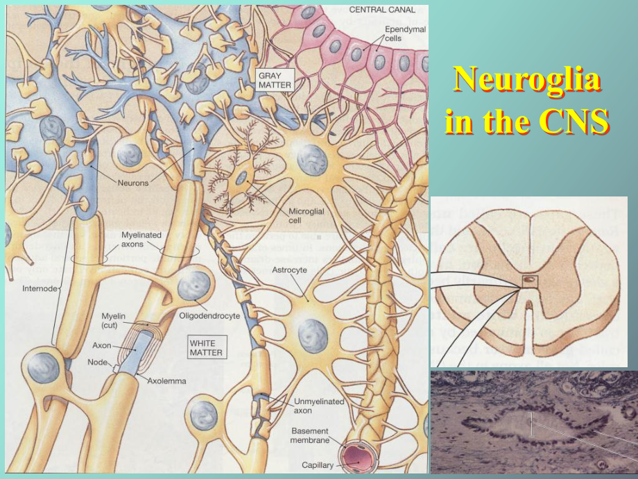 神经元和神经胶质细胞-胶质细胞课件.ppt_第3页