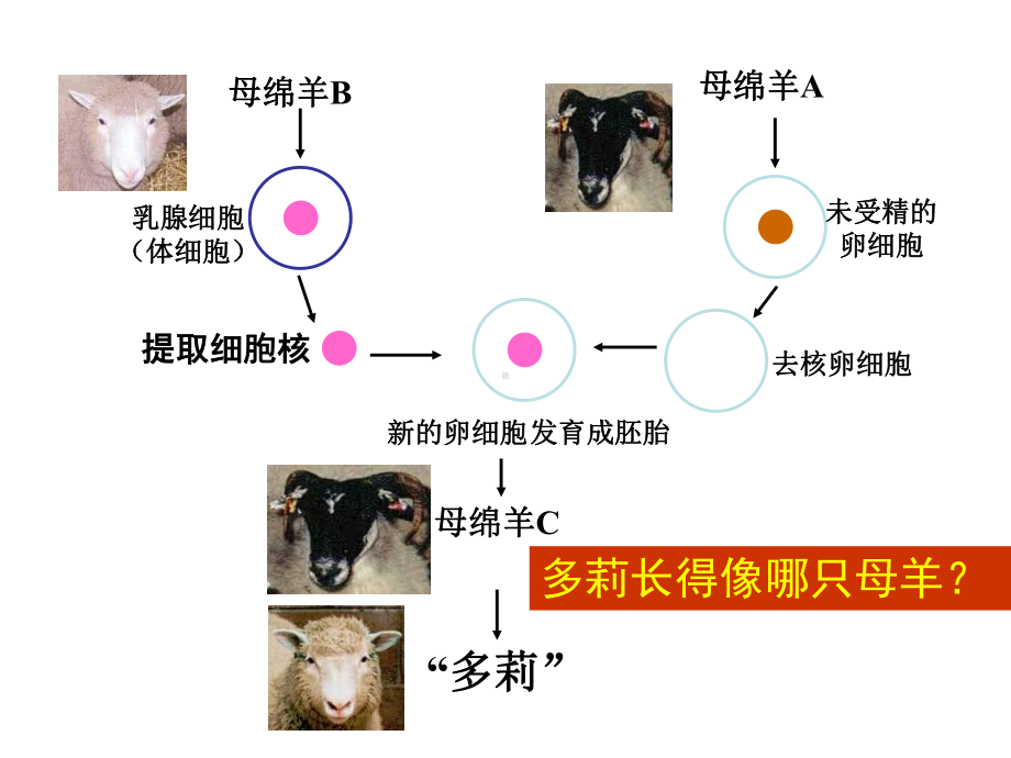 细胞核公开课课件.ppt_第3页