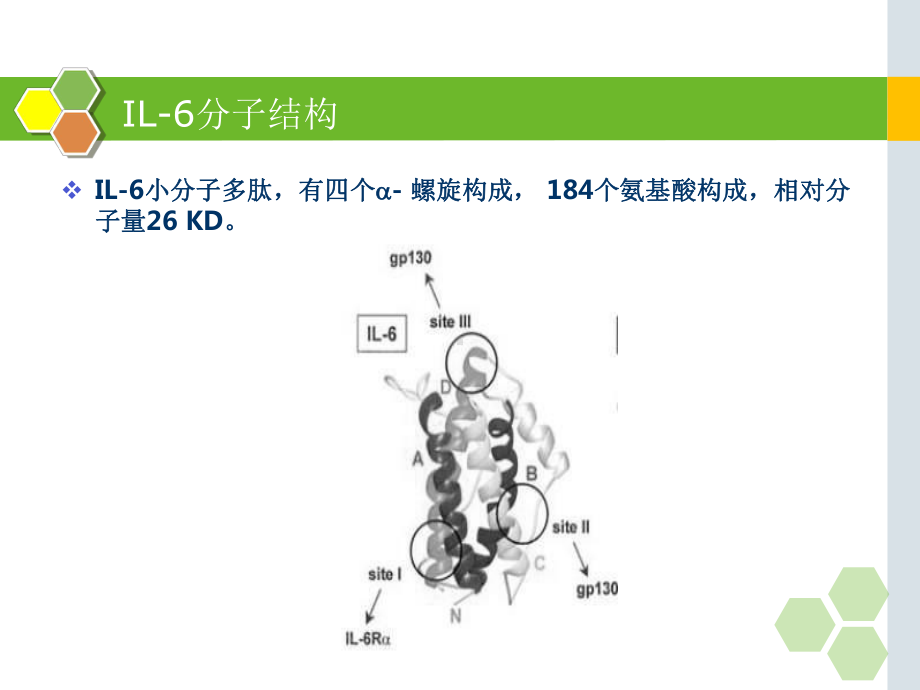 白细胞介素-在儿科应用的临床意义课件.pptx_第2页