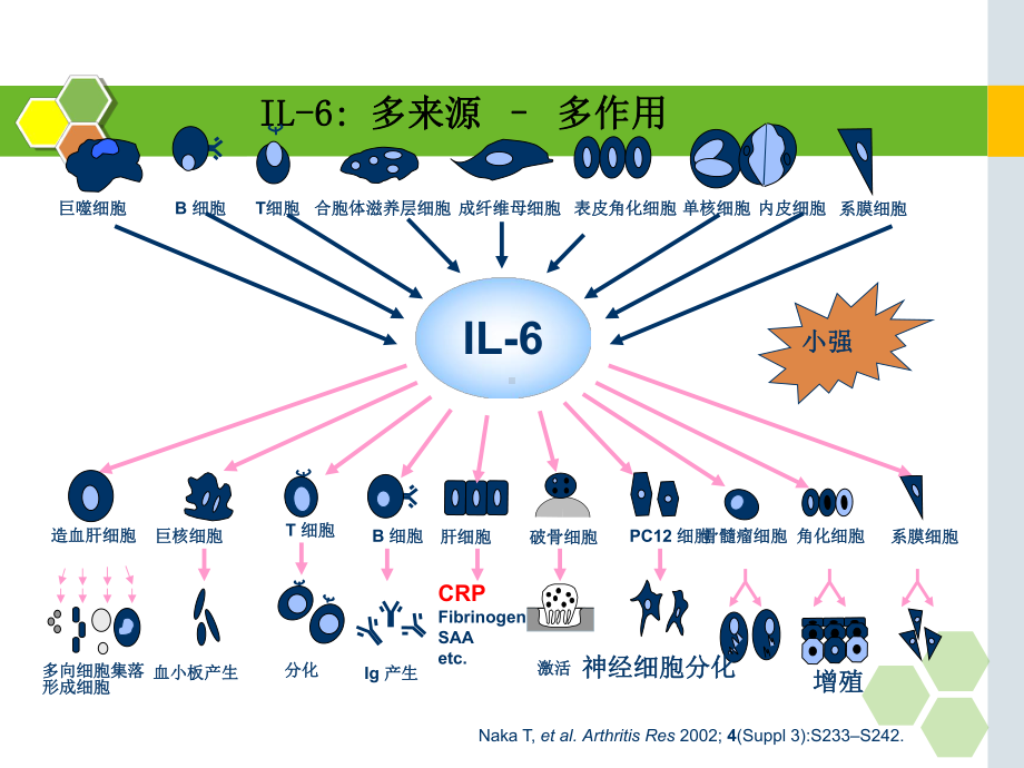 白细胞介素-在儿科应用的临床意义课件.pptx_第3页