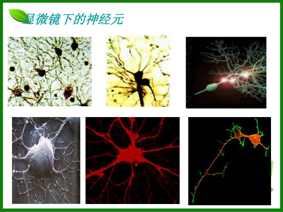 苏教版人体的神经调节课件1.ppt_第2页