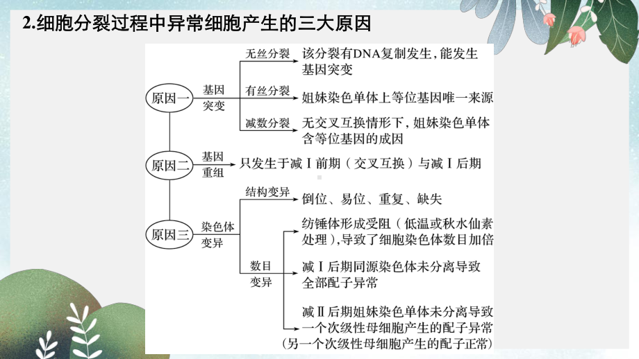 高考生物二轮复习专题一细胞的分子组成基本结构和生命历程考点4细胞增殖与遗传变异的联系课件.ppt_第3页