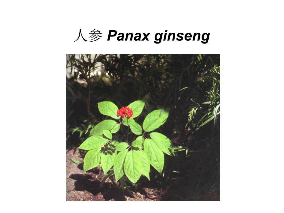 药用植物学-五加科和伞形科课件.ppt_第3页