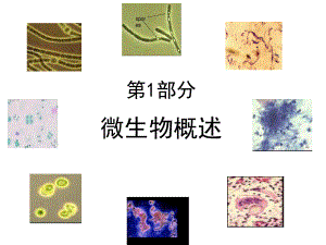 第部分显微镜下的微世界课程微生物与人类模板课件.ppt