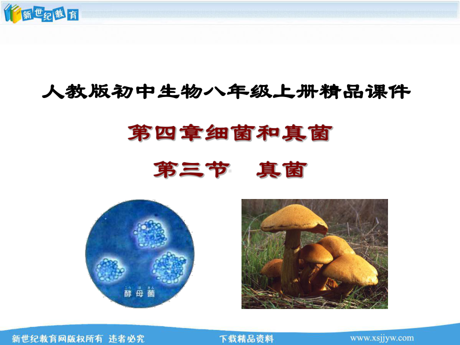 真菌(课件+素材).ppt_第1页