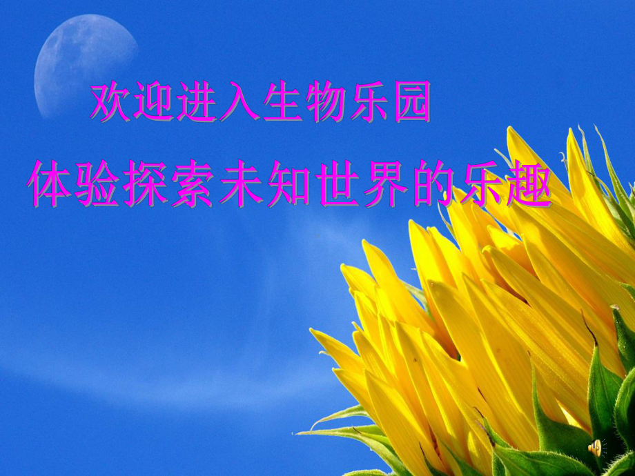 芽的类型和发育课件.ppt_第1页