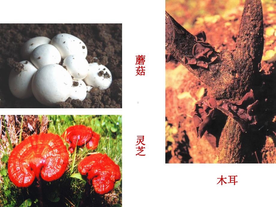 第三节真菌课件.ppt_第2页