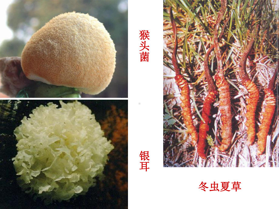 第三节真菌课件.ppt_第3页