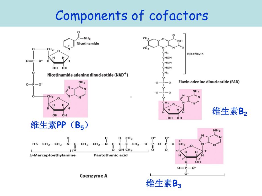 核苷酸的代谢医学课件.ppt_第3页